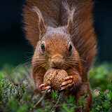 Squirrels